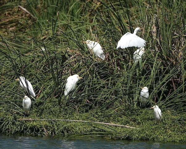 cattle egret